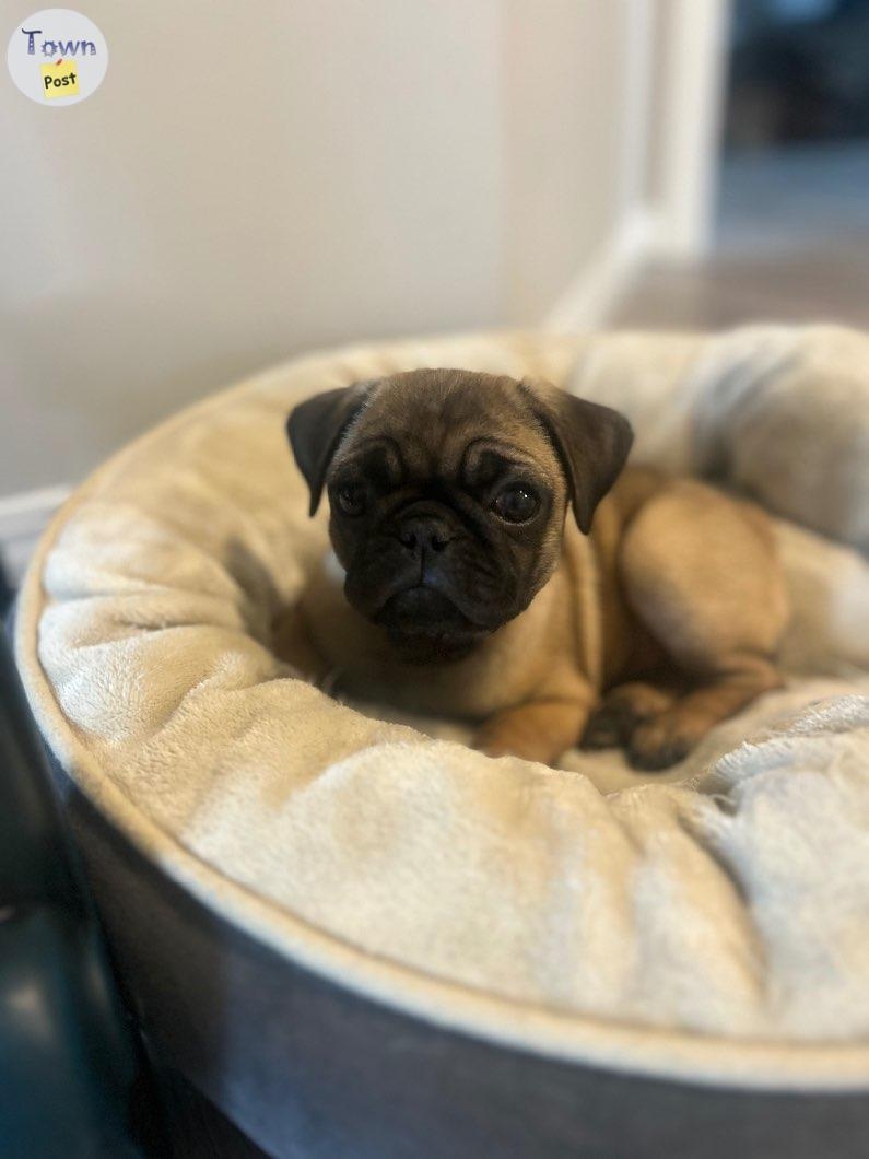 2 beautiful Pug/Frenchies puppies - 4 - 1050452-1718199774_2