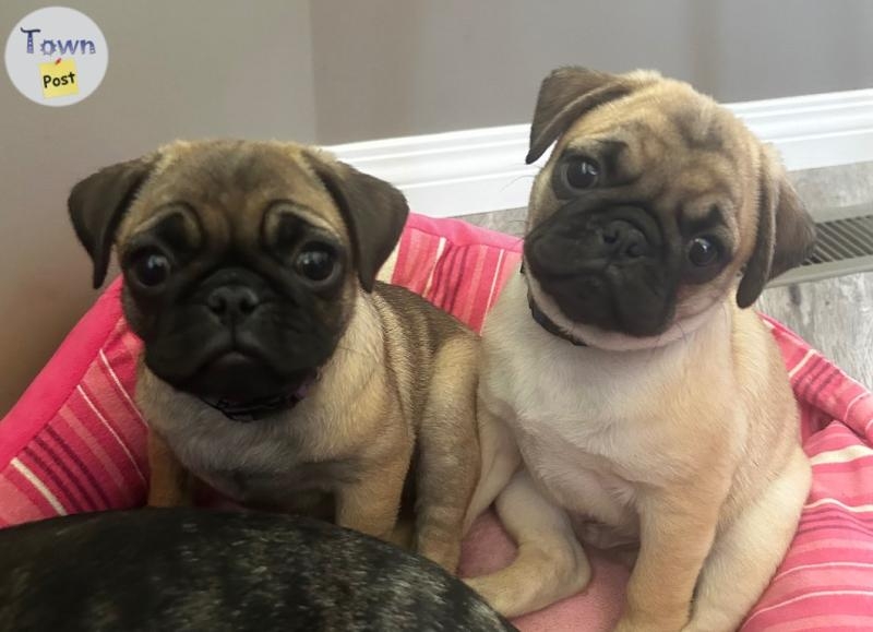 2 beautiful Pug/Frenchies puppies - 5 - 1050452-1718199774_3