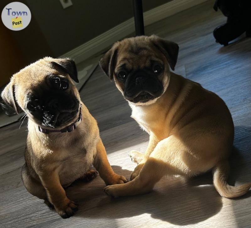 2 beautiful Pug/Frenchies puppies - 8 - 1050452-1718199774_6