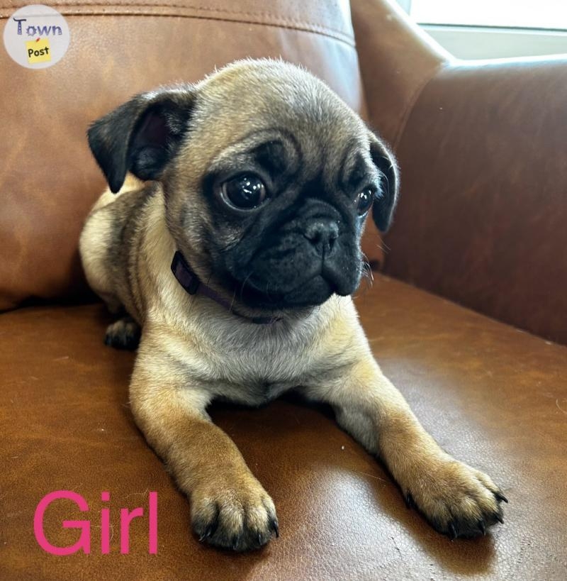 2 beautiful Pug/Frenchies puppies - 9 - 1050452-1718199774_7