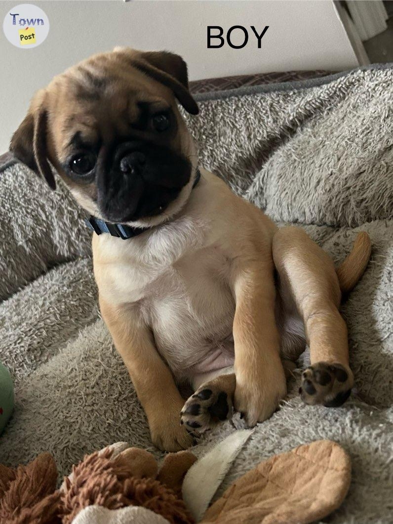 2 beautiful Pug/Frenchies puppies - 10 - 1050452-1718199774_8