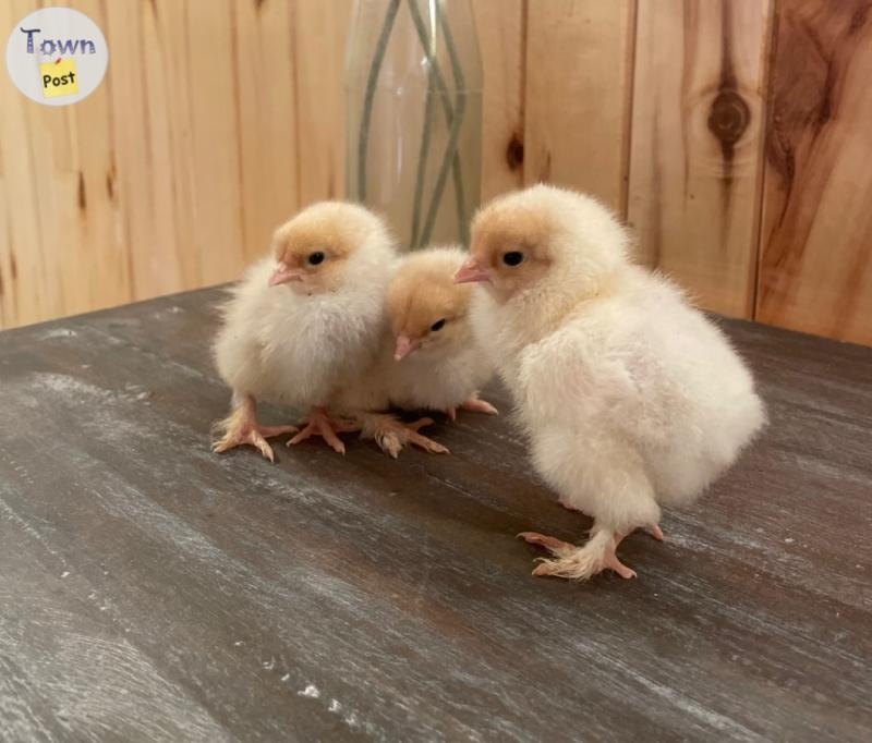 Lemon Brahma chicks  - 1 - 1050664-1718255170