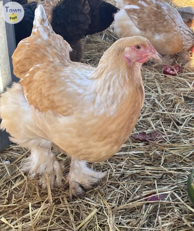 Lemon Brahma chicks  - 2 - 1050664-1718255170_0