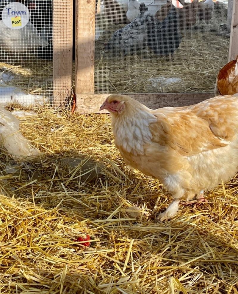 Lemon Brahma chicks  - 3 - 1050664-1718255170_1