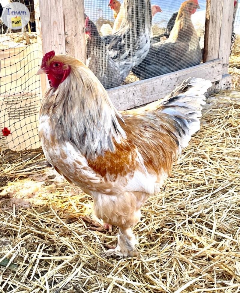 Lemon Brahma chicks  - 4 - 1050664-1718255170_2