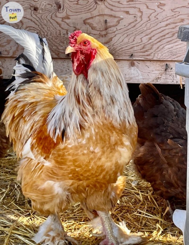 Lemon Brahma chicks  - 5 - 1050664-1718255170_3