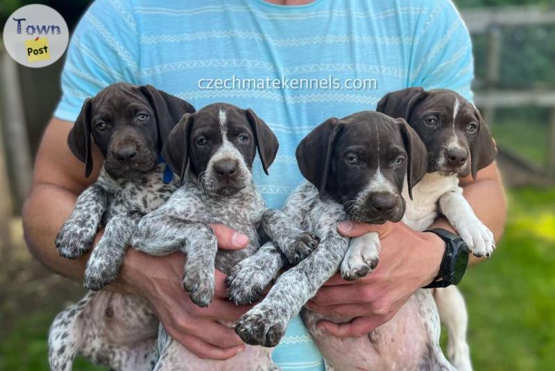 GSP puppies for sale - 1 - 1051119-1718390984