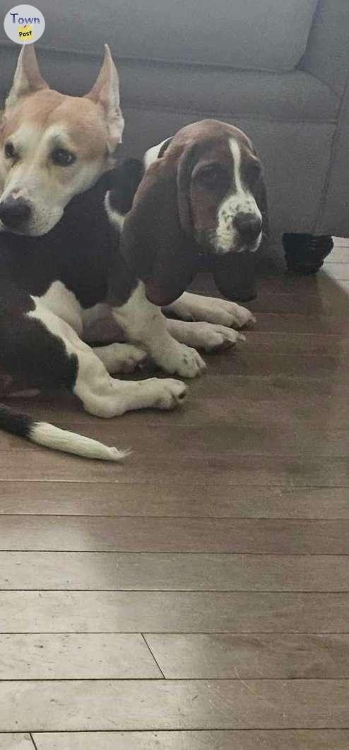 Basset hound - 1 - 1053278-1718571287