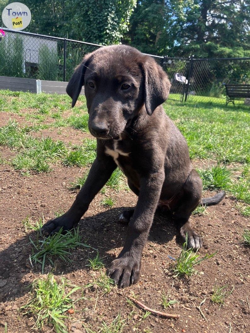 Lurcher (Greyhound/ Malinois/ Caucasian Shepherd/ Irish Wolfhound) Puppies for Sale - 4 - 1003202-1721150931