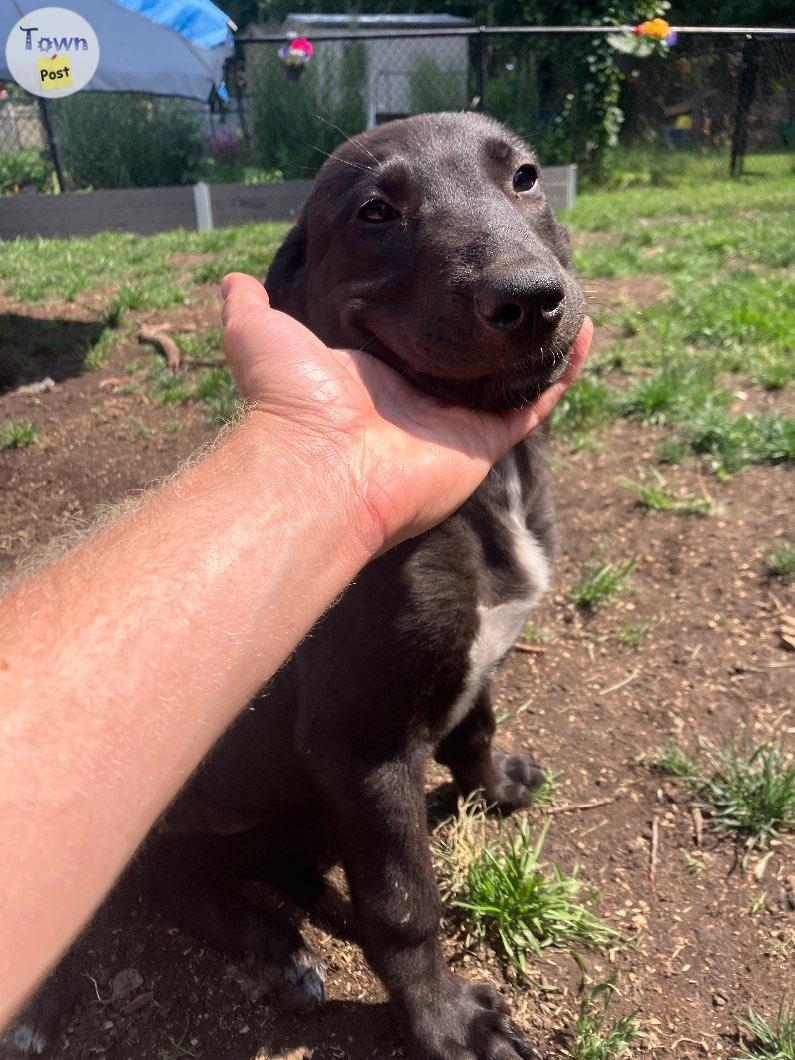 Lurcher (Greyhound/ Malinois/ Caucasian Shepherd/ Irish Wolfhound) Puppies for Sale - 5 - 1003202-1721150931_0