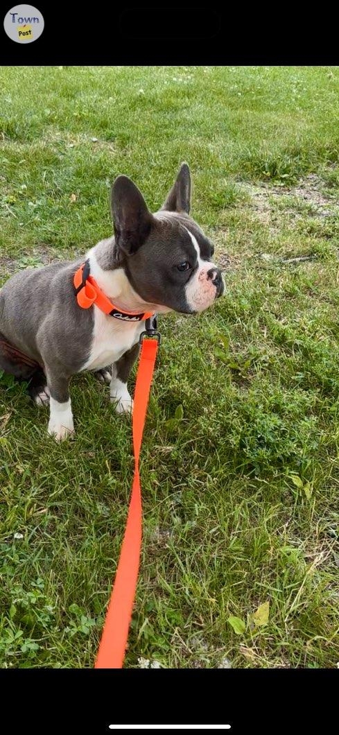 Male French bulldog - 1 - 1031984-1721326407