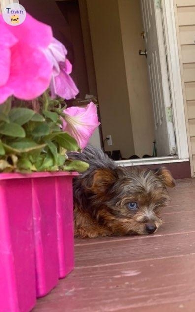 Yorkshire terrier puppies  - 1 - 1058552-1719924408