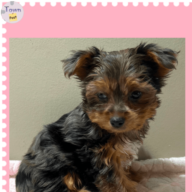 Yorkshire terrier puppies  - 5 - 1058552-1719924408