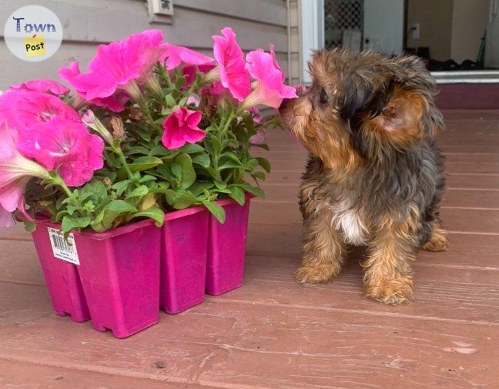 Yorkshire terrier puppies  - 2 - 1058552-1719924408_0