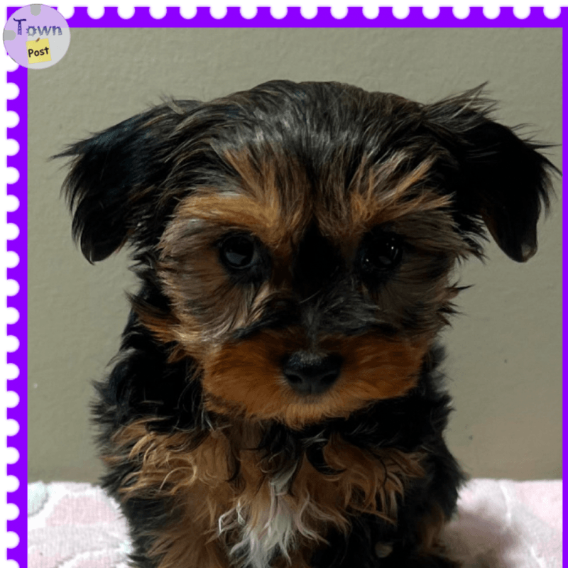 Yorkshire terrier puppies  - 6 - 1058552-1719924408_0