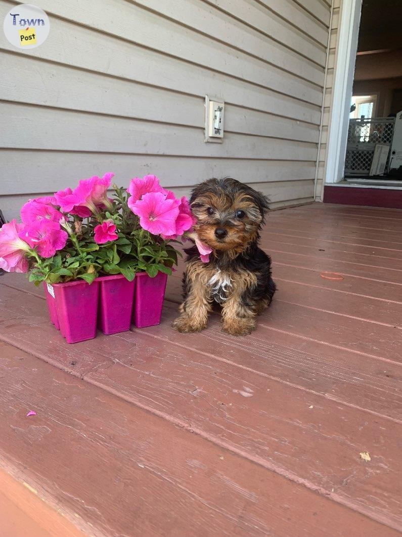 Yorkshire terrier puppies  - 3 - 1058552-1719924408_1