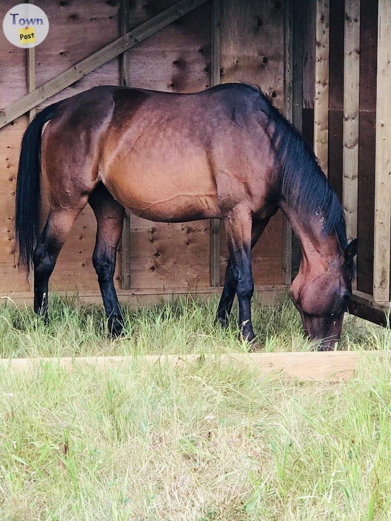 Registered 14 yr old Bay Standardbred Mare - 1 - 1059073-1720050132