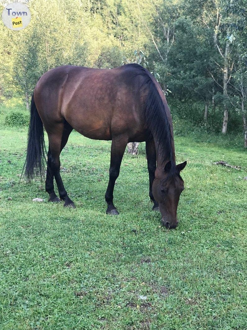 Registered 14 yr old Bay Standardbred Mare - 2 - 1059073-1720050132_0