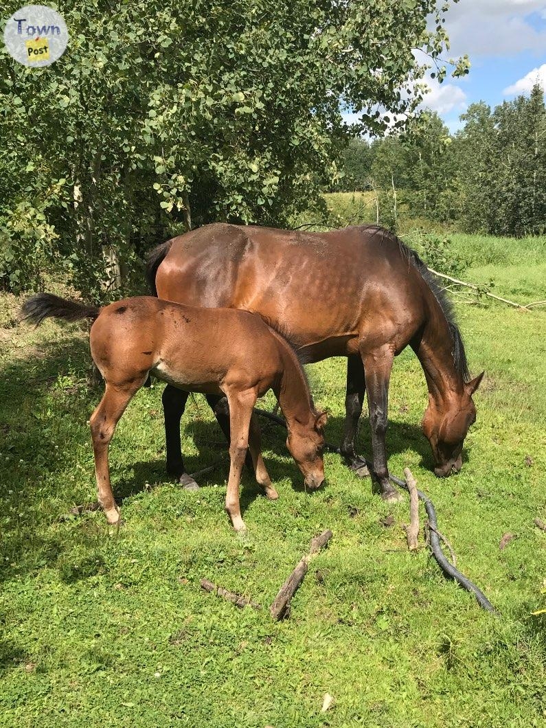 Registered 14 yr old Bay Standardbred Mare - 3 - 1059073-1720050132_1