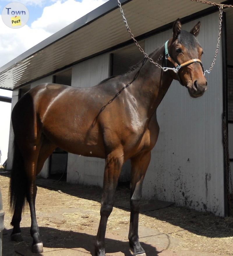 Registered 14 yr old Bay Standardbred Mare - 4 - 1059073-1720050132_2