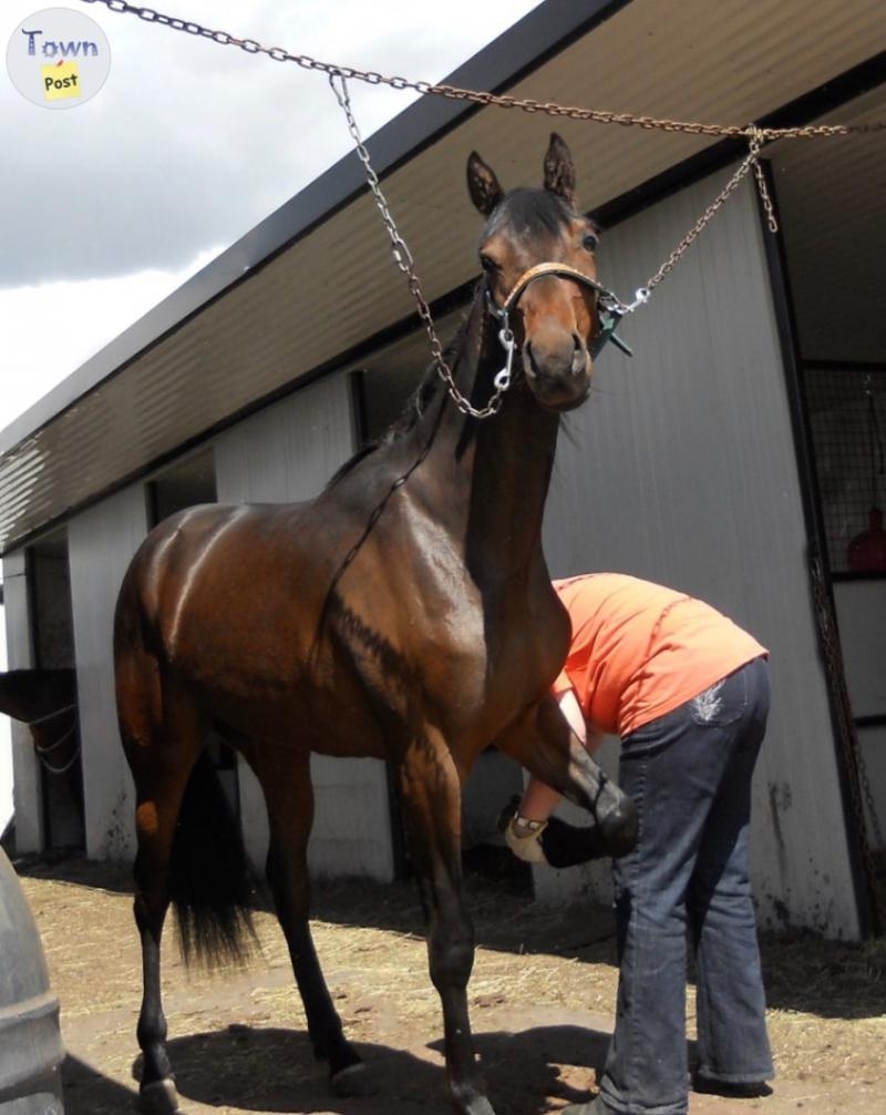 Registered 14 yr old Bay Standardbred Mare - 5 - 1059073-1720050132_3