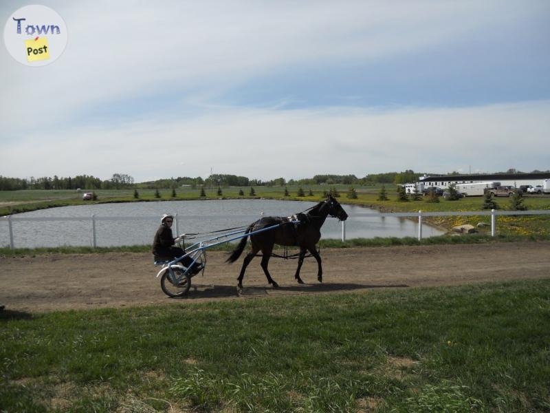 Registered 14 yr old Bay Standardbred Mare - 6 - 1059073-1720050132_4