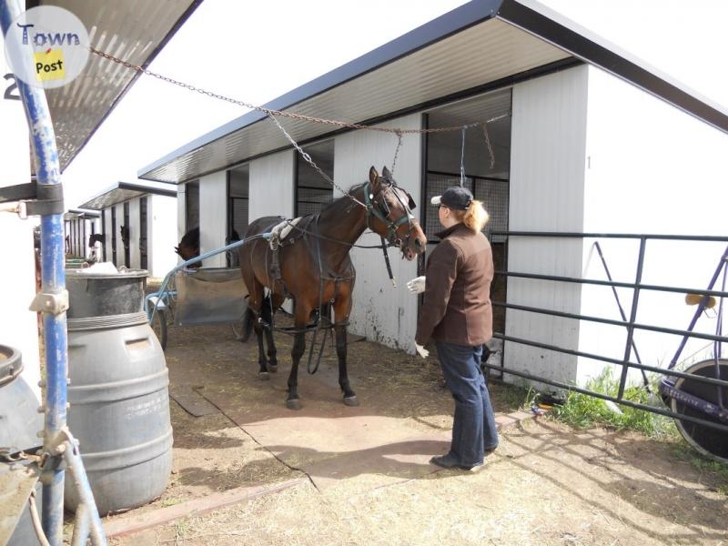 Registered 14 yr old Bay Standardbred Mare - 7 - 1059073-1720050132_5