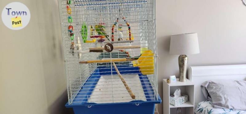 Budgie and cage - 2 - 1059176-1720064323_0