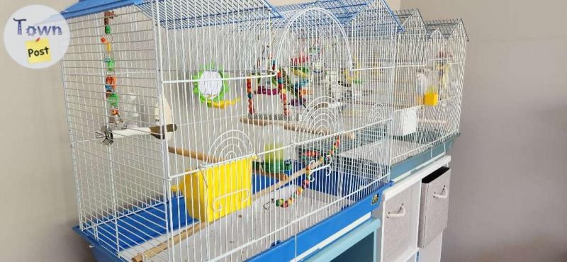 Budgie and cage - 3 - 1059176-1720064323_1