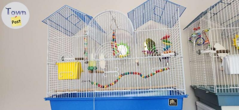 Budgie and cage - 4 - 1059176-1720064323_2