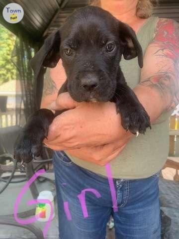 Cane Corso- Rottweiler-Great Dane cross - 6 - 1060770-1720491895_4