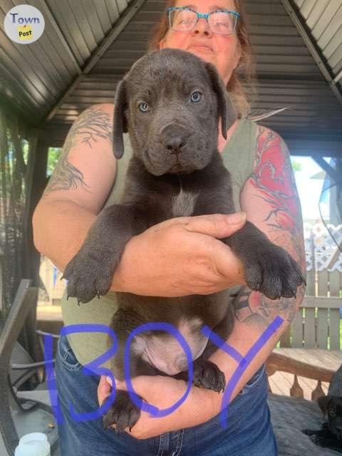 Cane Corso- Rottweiler-Great Dane cross - 7 - 1060770-1720491895_5