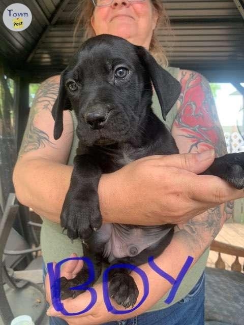 Cane Corso- Rottweiler-Great Dane cross - 11 - 1060770-1720491895_9