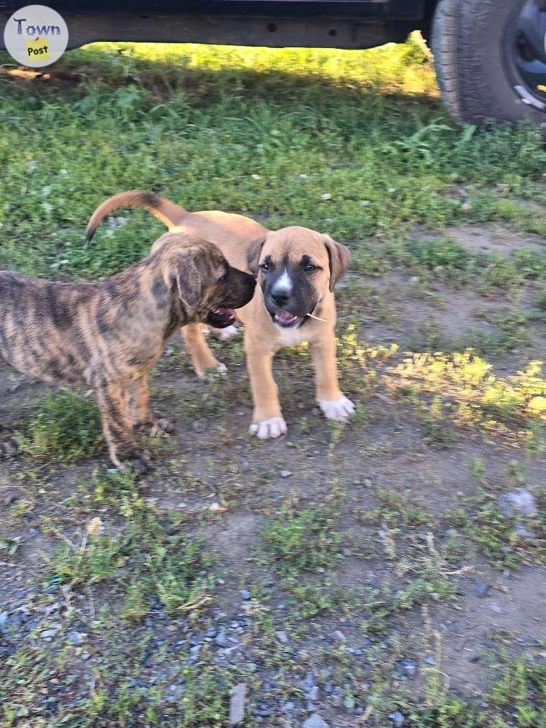 Puppies ready for new home! - 3 - 1061294-1720602383_1