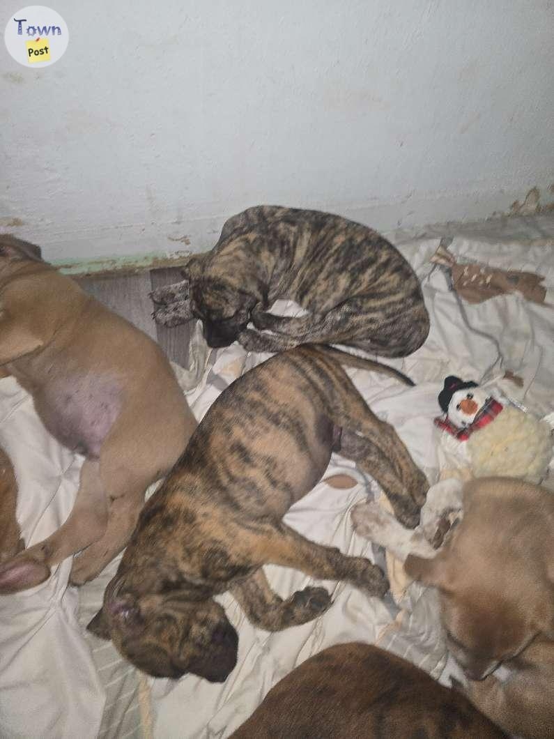 Puppies ready for new home! - 7 - 1061294-1720602383_5