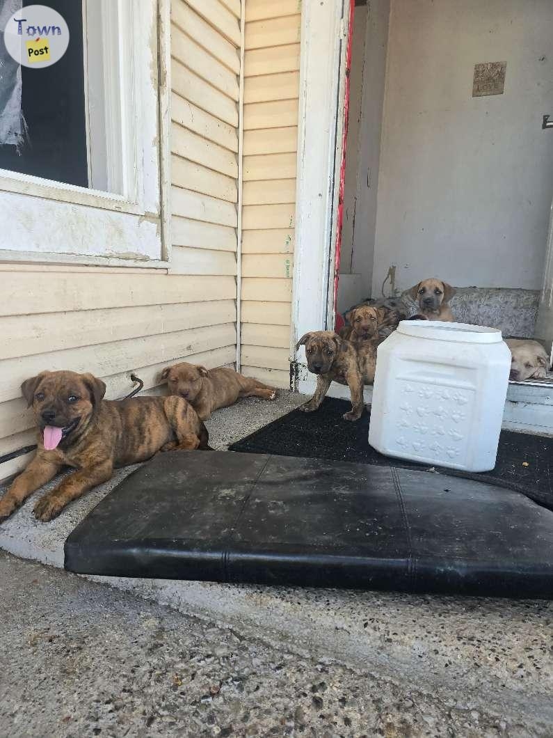 Puppies ready for new home! - 9 - 1061294-1720602383_7