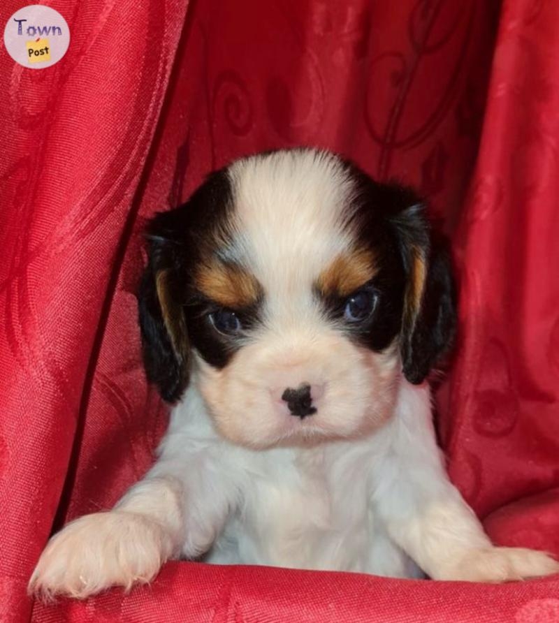 Des adorables cavalier King Charles  - 2 - 1061735-1720623514_0