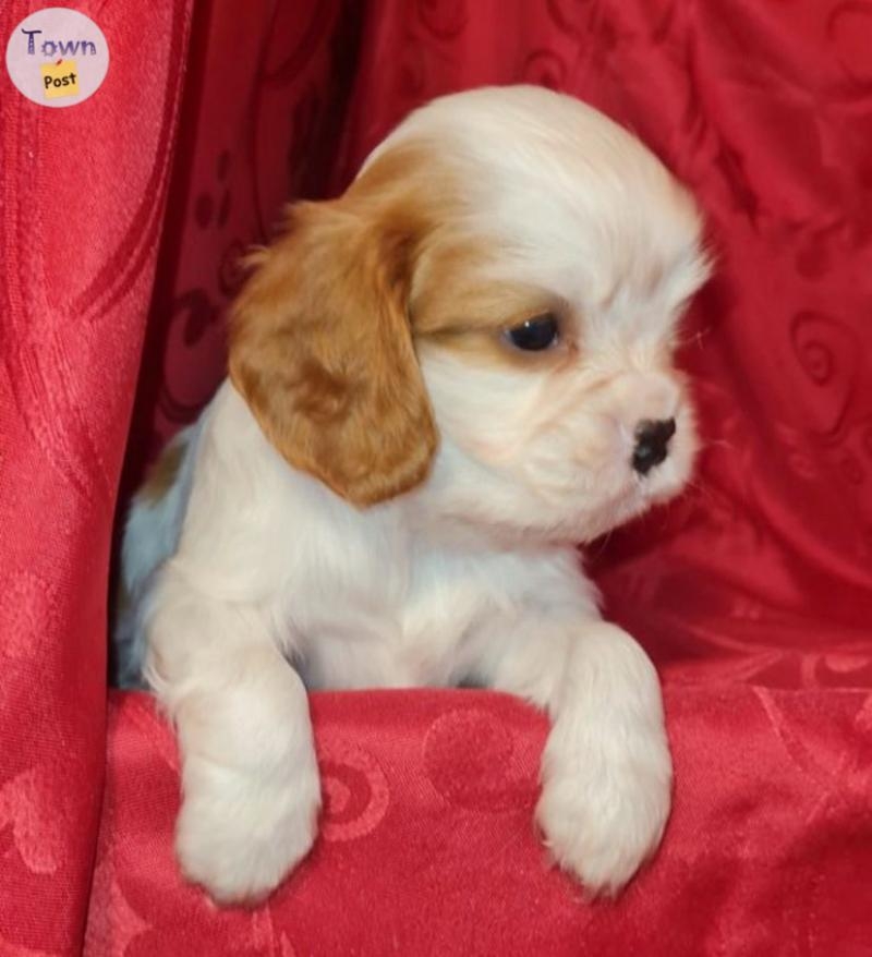 Des adorables cavalier King Charles  - 3 - 1061735-1720623514_1