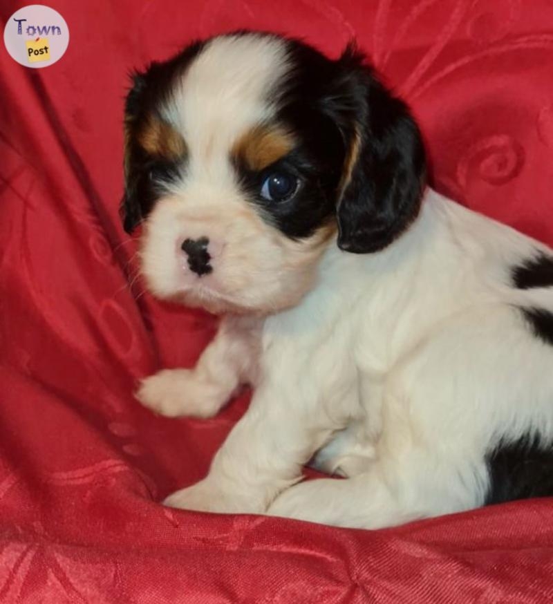 Des adorables cavalier King Charles  - 5 - 1061735-1720623514_3