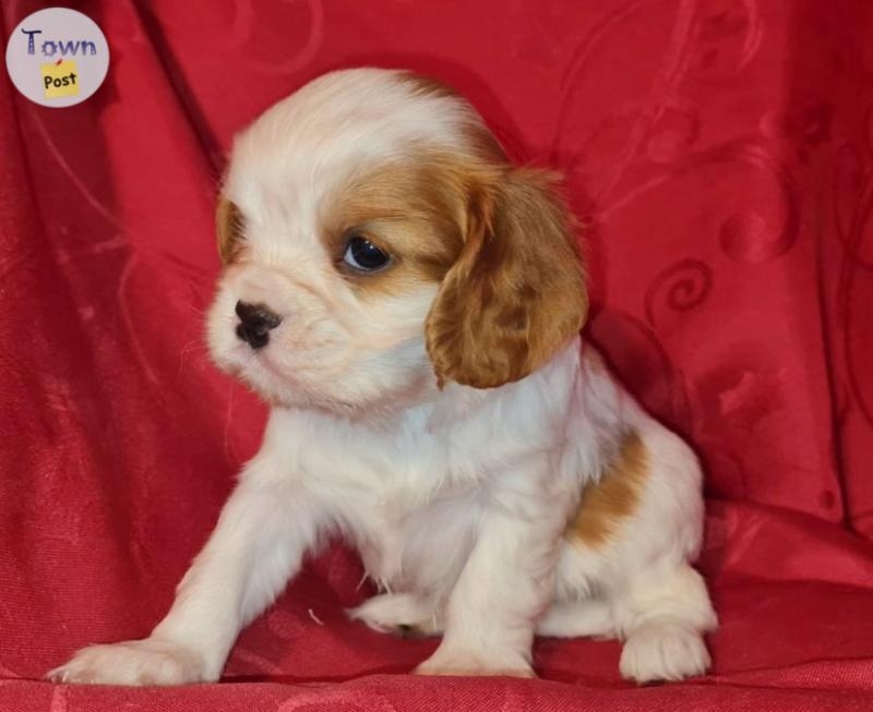 Des adorables cavalier King Charles  - 7 - 1061735-1720623514_5