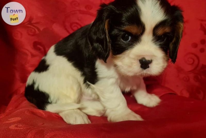 Des adorables cavalier King Charles  - 8 - 1061735-1720623514_6