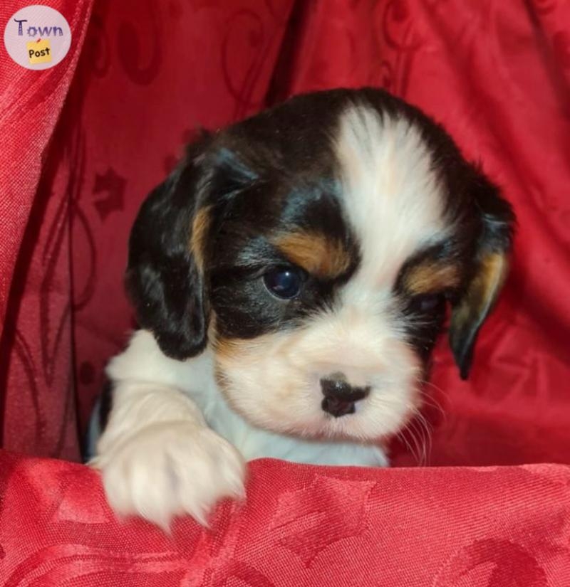 Des adorables cavalier King Charles  - 9 - 1061735-1720623514_7