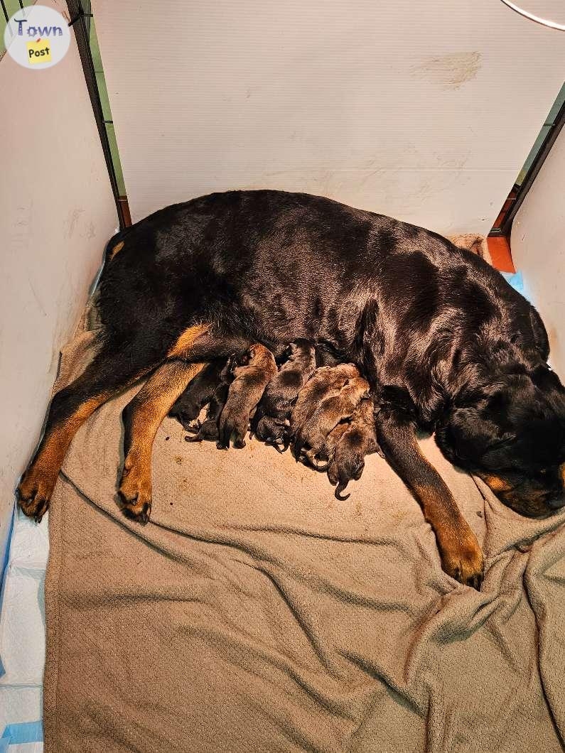 Rottweiler x 1/4 mastiff  - 2 - 1062576-1720817954_0