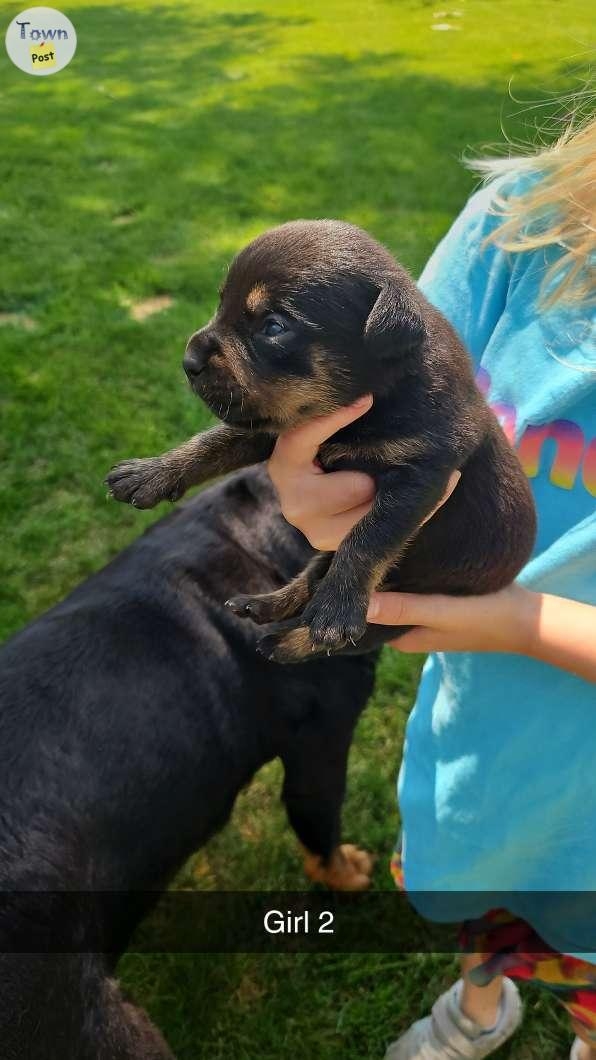 Rottweiler x 1/4 mastiff  - 9 - 1062576-1720817954_7