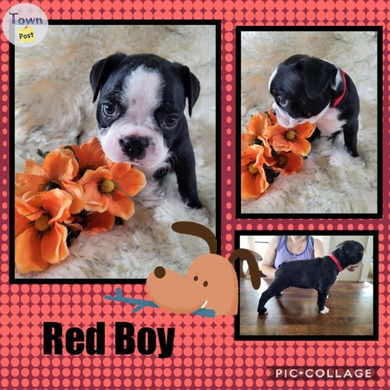 Boston Terrier Babies - 1 - 1063637-1721144242