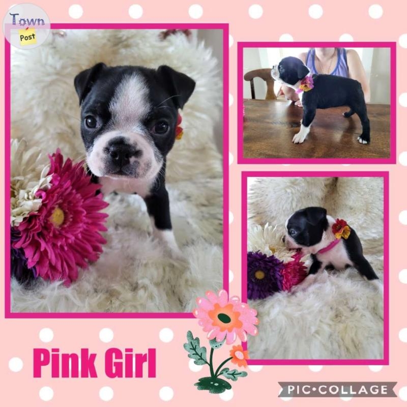 Boston Terrier Babies - 2 - 1063637-1721144242_2