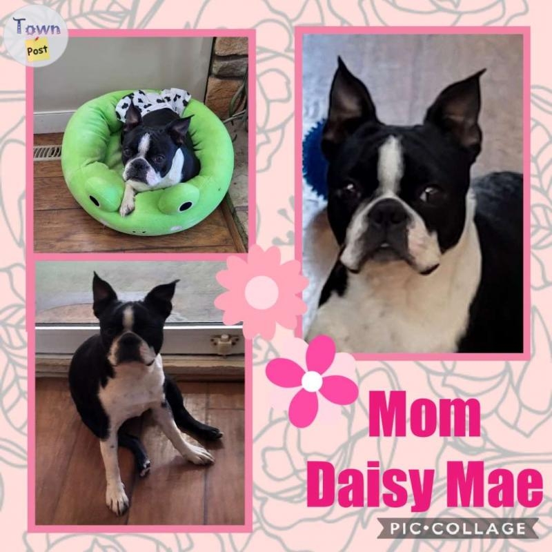 Boston Terrier Babies - 3 - 1063637-1721144242_4