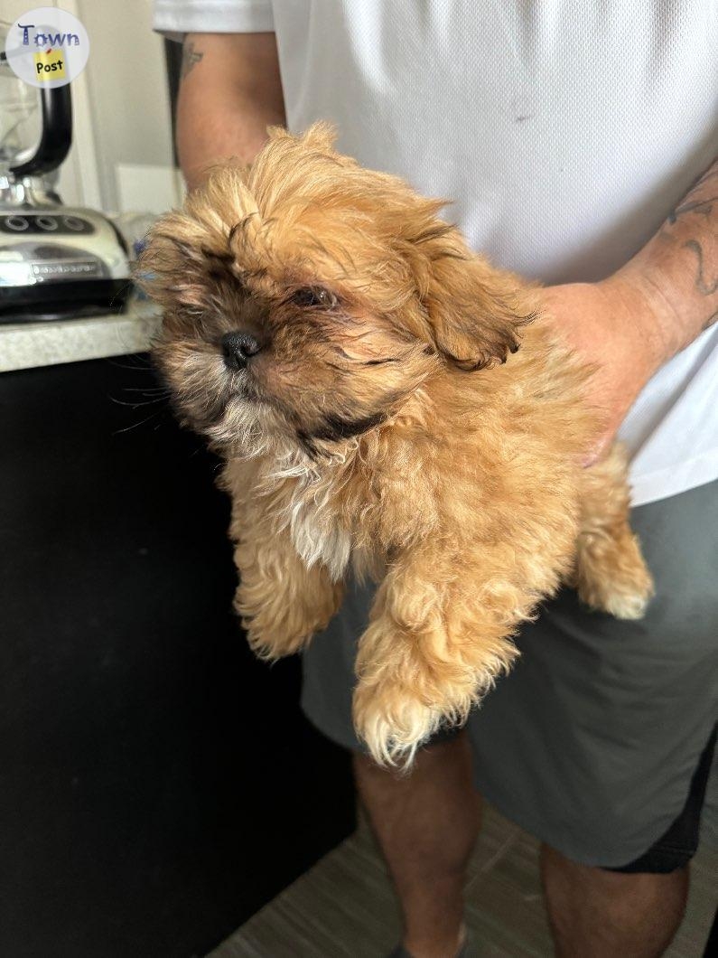 Shih Tzu for rehoming - 1 - 1063865-1721191567