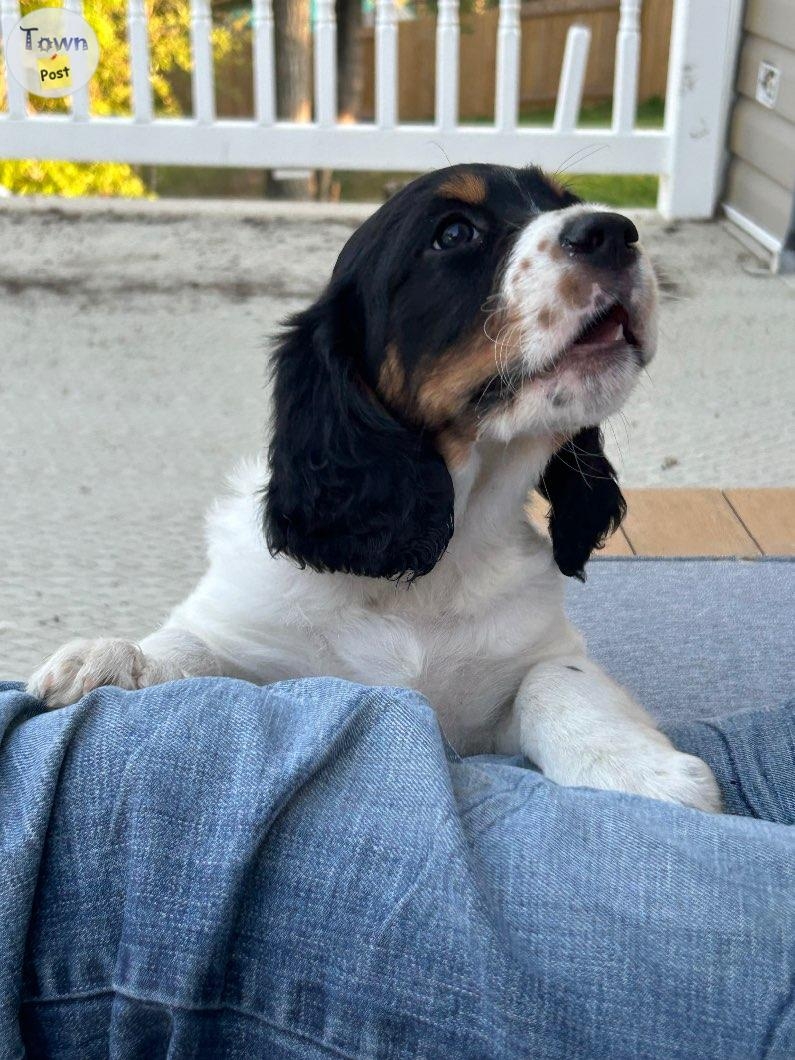 English Springer X English Setter - 1 - 1064752-1721444545