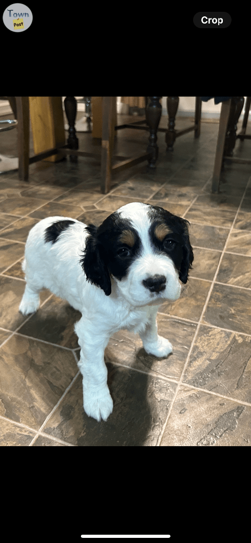 English Springer X English Setter - 6 - 1064752-1721444545